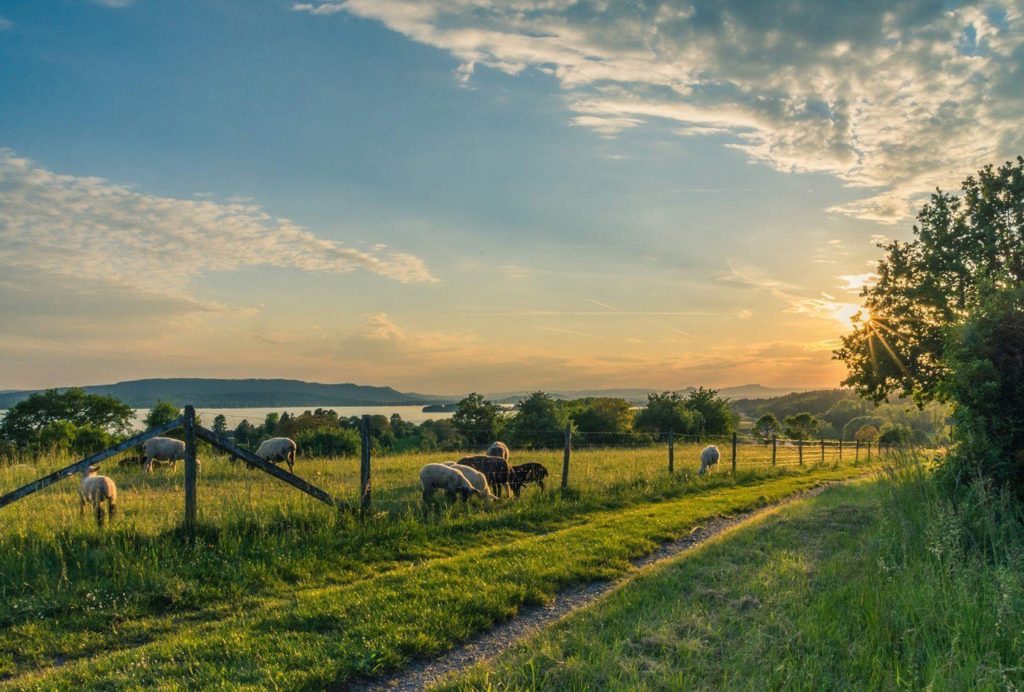 How Many Farms in the US Are Family-ran?