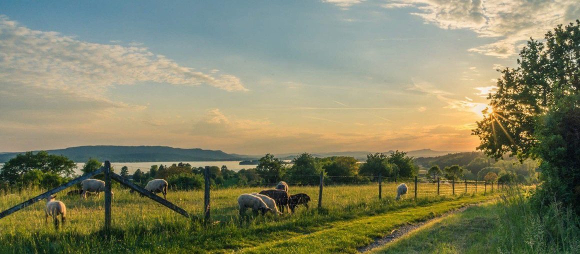 How Many Farms in the US Are Family-ran?